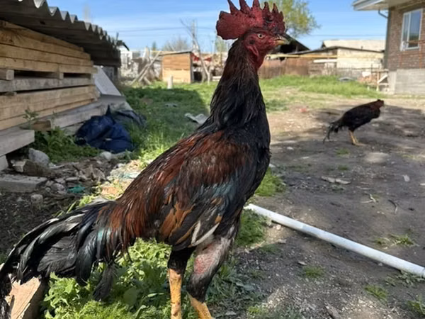 Chickens — Kirgisistan