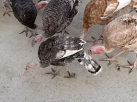 Turkeys — الصورة 2