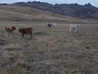 Bulle, Simmental cattle — Foto 2
