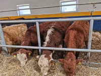 Bulle, Limousin-Kuh — Foto 4