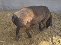 Schaf, Hissar sheep — Foto 2