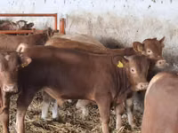 ثور, Simmental cattle — الصورة 2