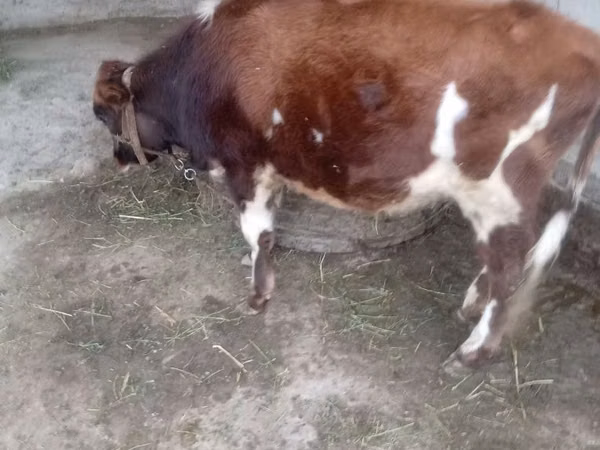 Bulle, Swiss cattle