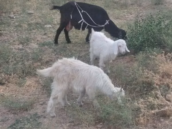 母山羊, Goats — 乌兹别克斯坦