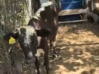 Bovinos (lote, sexo no especificado), Simmental cattle — foto 2
