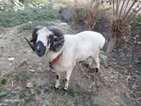 كبش, الأغنام — الصورة 1