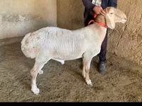 Ram, Arashan sheep — photo 1