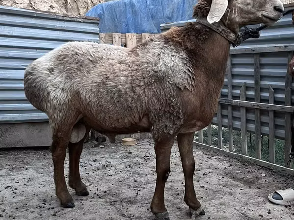 Widder, Arashan sheep