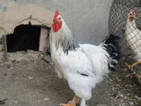 Brahma — Foto 2
