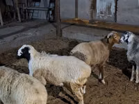 Ovejas (lote, sexo no especificado), Ovejas — foto 5