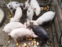 公猪, Pigs — 照片 1