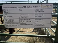 Ат, Мугалжар тукуму — сүрөт 2