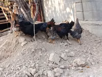 Chickens — Foto 6