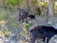 Cabra, Cabras — foto 6