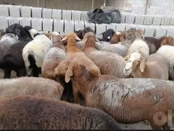 كبش, الأغنام — أوزبكستان