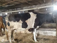 Vaca, Russian Black pied cattle — foto 5