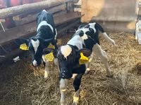 Bulle, Russian Black pied cattle — Foto 1