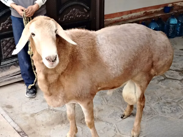كبش, Arashan sheep
