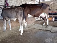 Vaca, Simmental cattle — foto 1