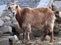 Ziege, Nubian Goat — Foto 2