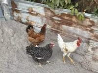 Chickens — Foto 2