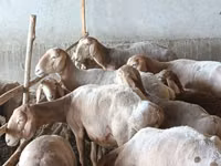 Schaf, Arashan sheep — Foto 2