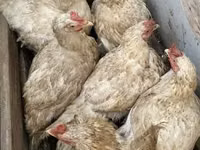 Chickens — Foto 1