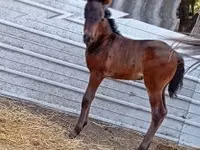 Mare, Horses — photo 2