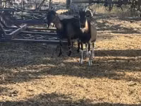 Cabro, Cabras — foto 2