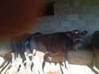 公牛, Swiss cattle — 照片 3