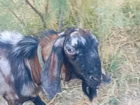 Ziegenbock, Nubian Goat — Foto 5
