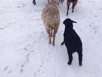 Schaf, Hissar sheep — Foto 2