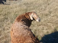 نعجة, Hissar sheep — الصورة 2