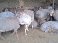 Widder, Arashan sheep — Foto 6