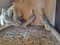 Vatsapla elaqe saxlasyin quslar qefesler Məhsul: Nimfa (Cockatiel) — फ़ोटो 1