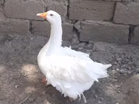 Geese — 1-rasm
