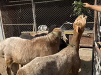 Schafe (Partie, Geschlecht nicht angegeben), Arashan sheep — Foto 2