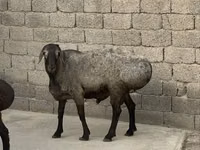 Кочкор, Койлор — сүрөт 2