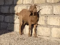Ziege, Beetal goats — Foto 3