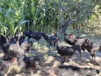 Chickens — الصورة 2