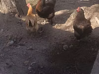 Chickens — foto 1