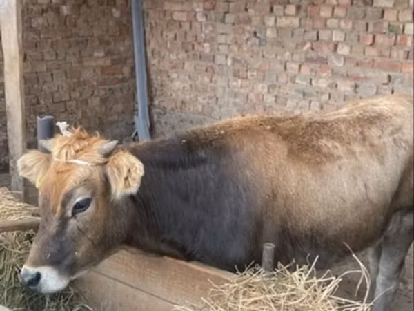 母牛, Swiss cattle — 吉尔吉斯斯坦