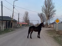 Hengst, Friesian — Foto 1