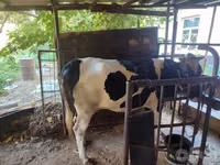 母牛, Russian Black pied cattle — 照片 3