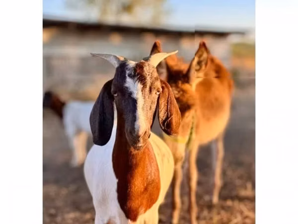 Ziege, Boer goat