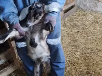 تيس, Nubian Goat — الصورة 3