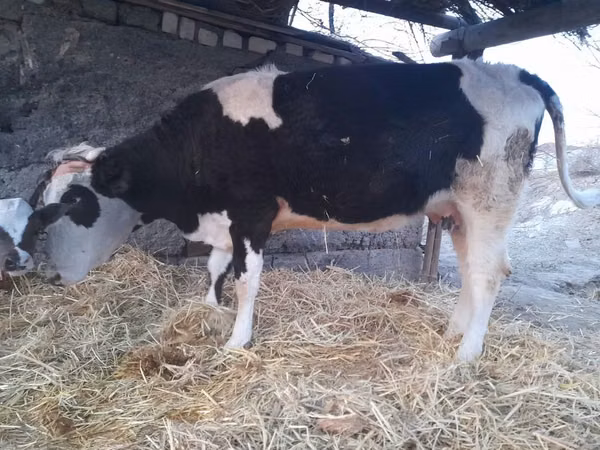 गाय, Latvian Blue cattle — कज़ाखस्तान