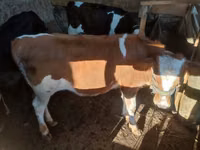 母牛, Swiss cattle — 照片 2
