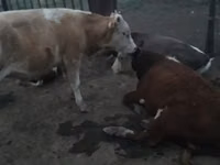 Bulle, Simmental cattle — Foto 7