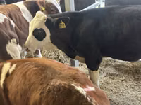 أبقار (دفعة، الجنس غير محدد), Simmental cattle — الصورة 4